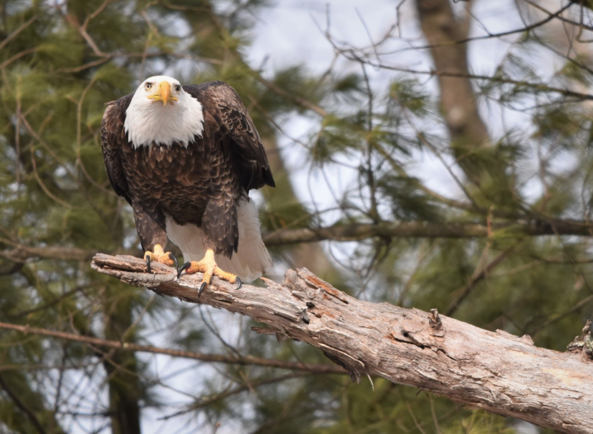 Bald Eagle perched on a tree branch