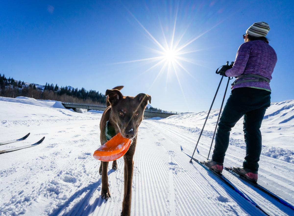 a dog and a cross country skier on a winter trail; sunny sky