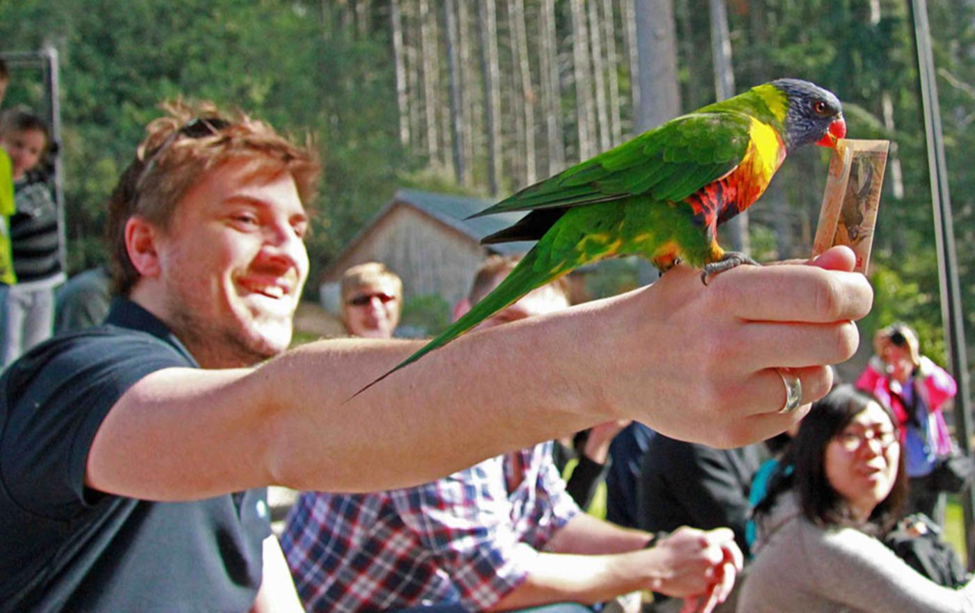 Kiwi Birdlife Park conservation show parakeet