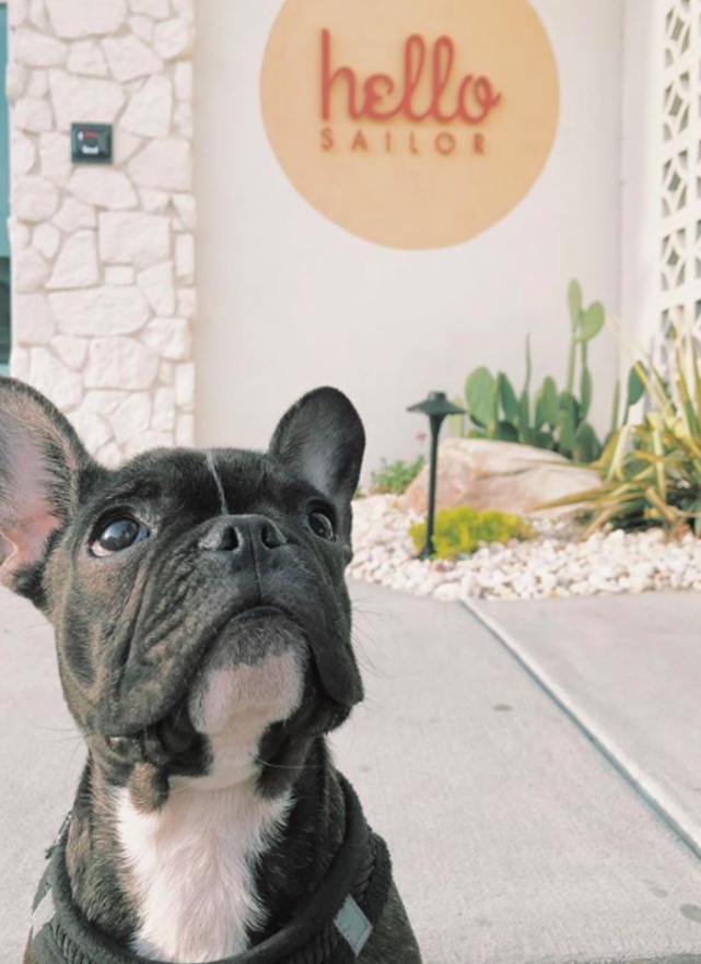 French Bulldog at Hello Sailor Restaurant