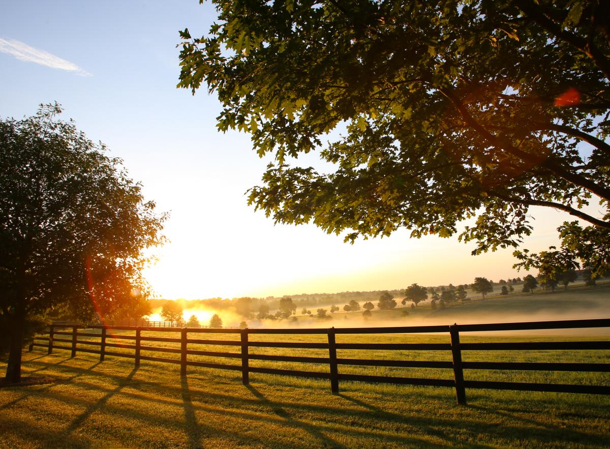 The sun rises over misty rolling green hills dotted with trees at Jonabell Farm.