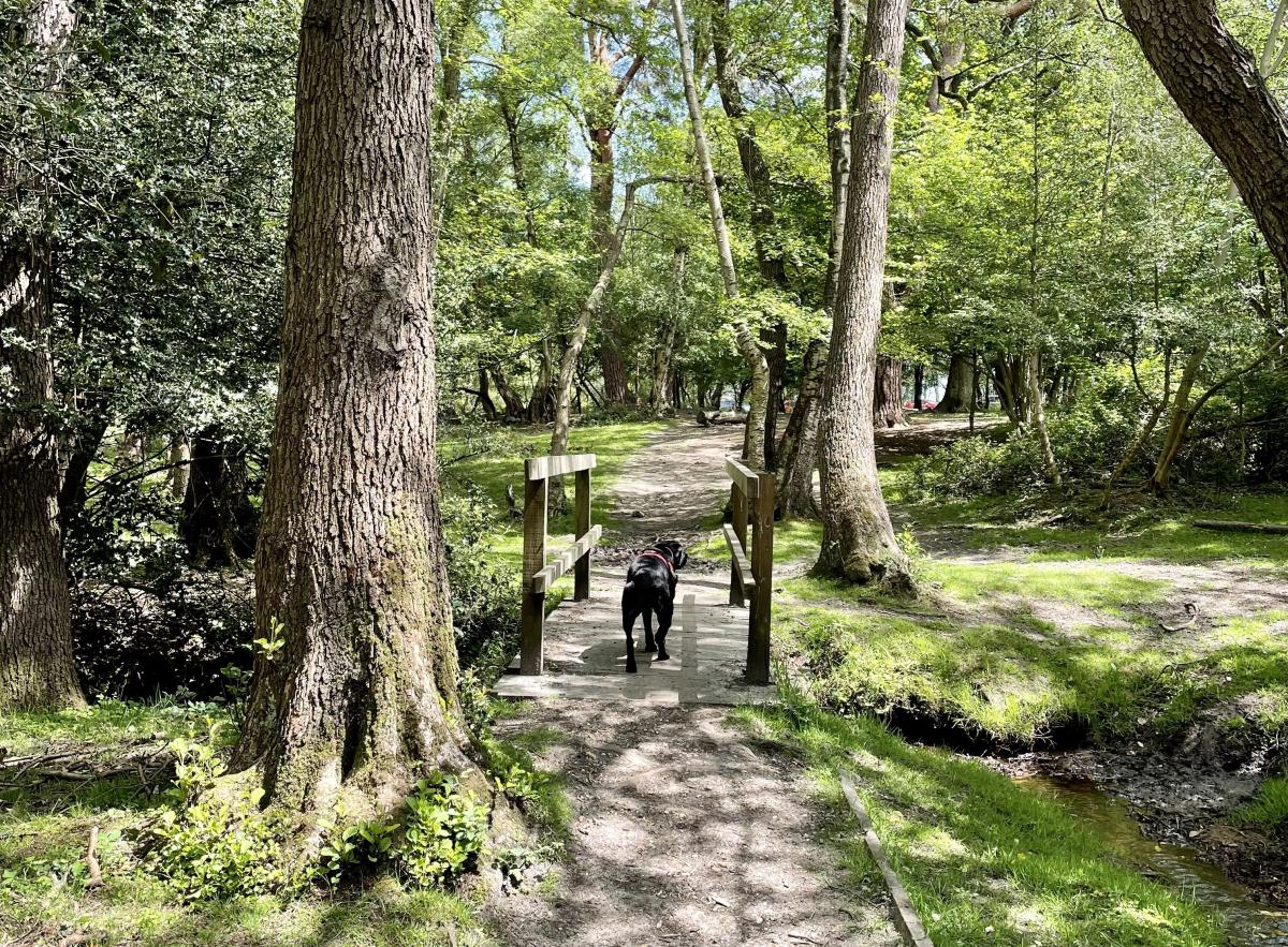 Dog walking over a bridge in the New Forest