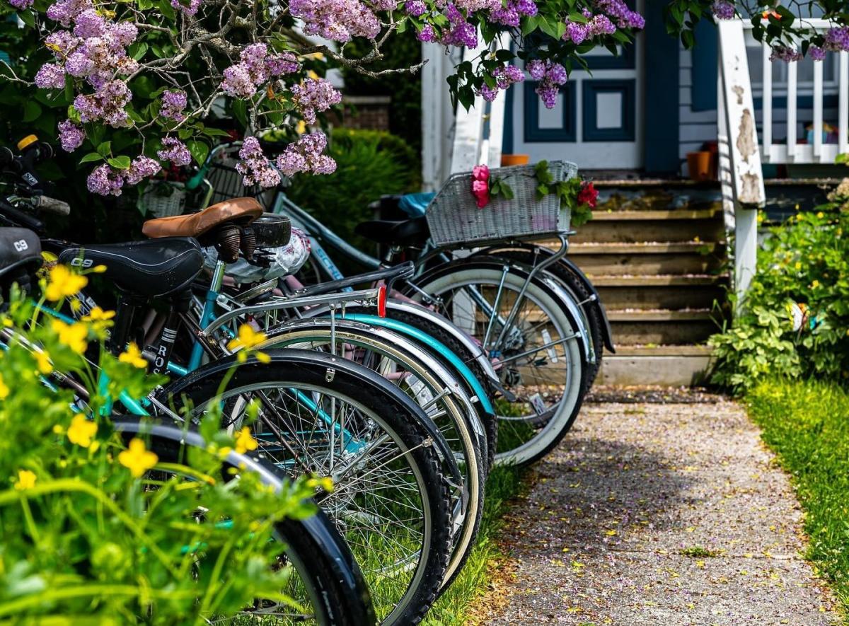 A line of bicycle wheels hangs over the edge of walkway beneath a lilac tree on Mackinac Island