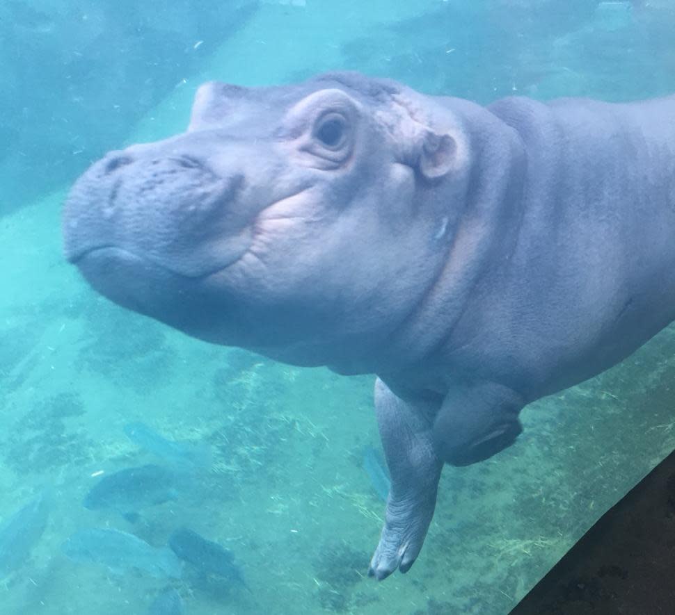Fiona the hippo at Cincinnati Zoo (photo: Betsy Decillis)