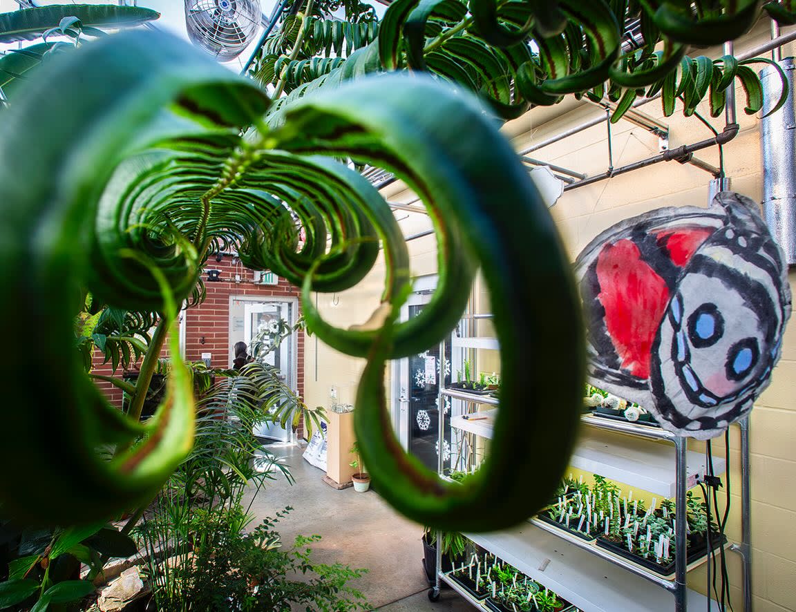 BSU Orchid Garden