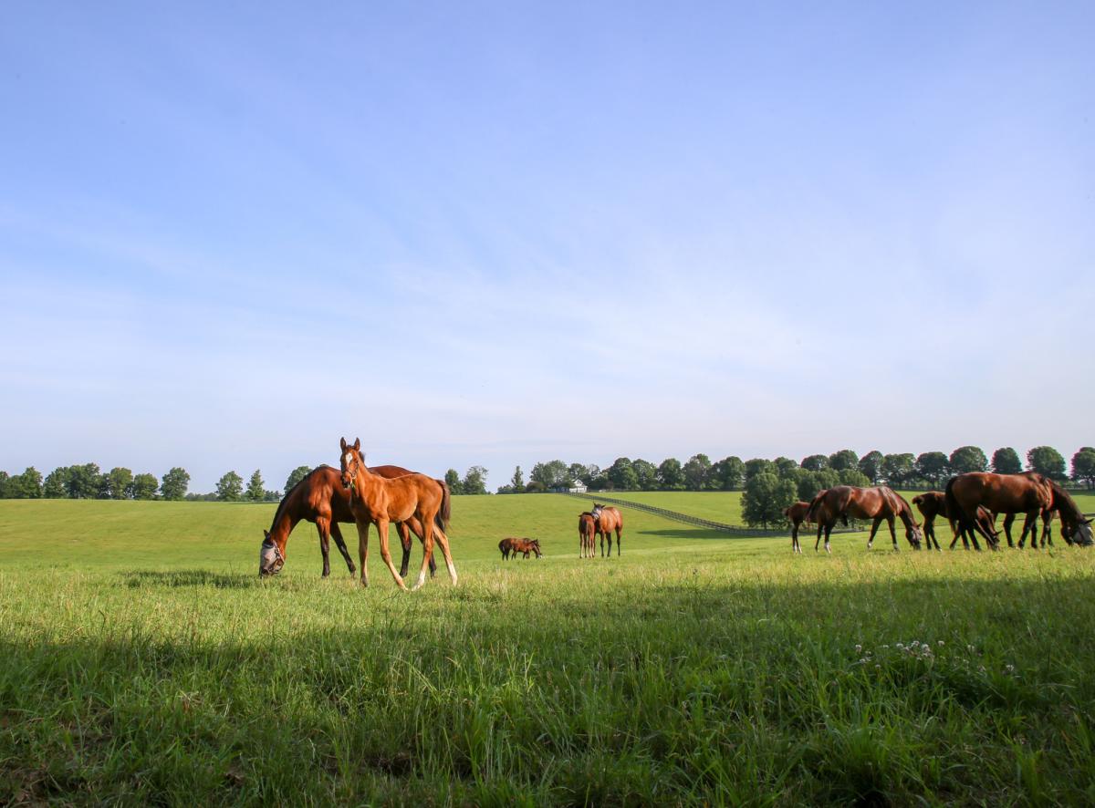 Horses at Stonestreet Farms.
