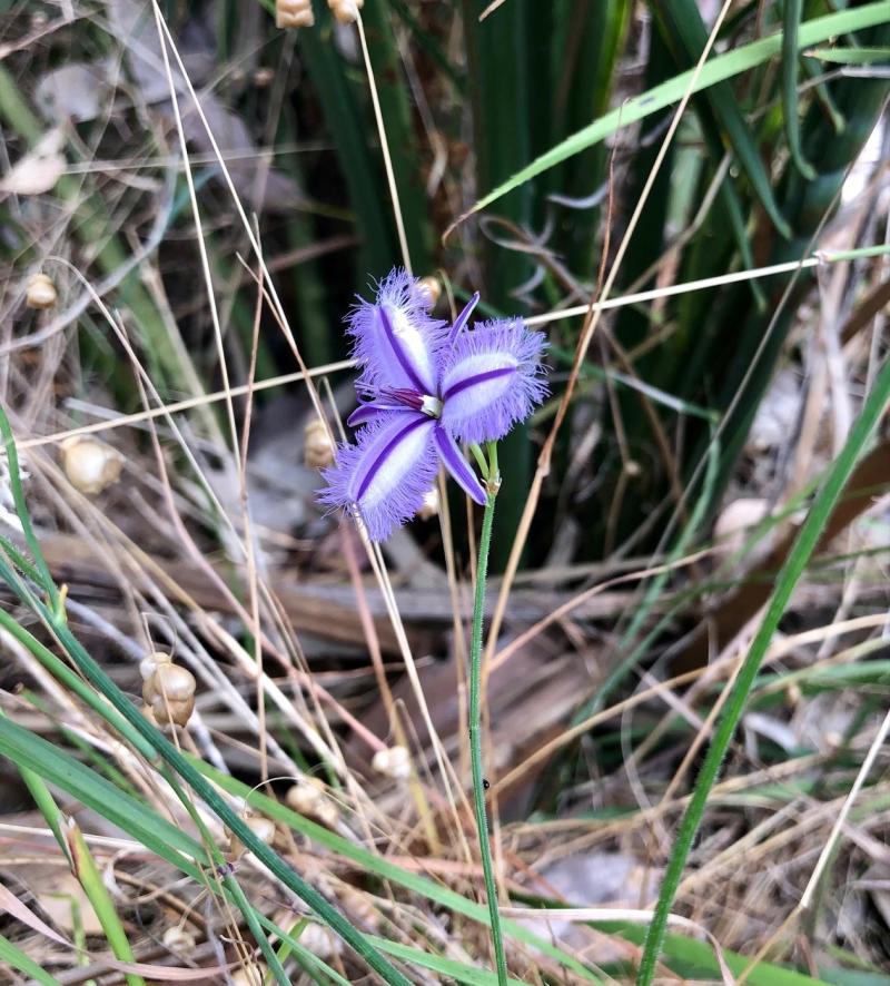 Baldivis Wildflower