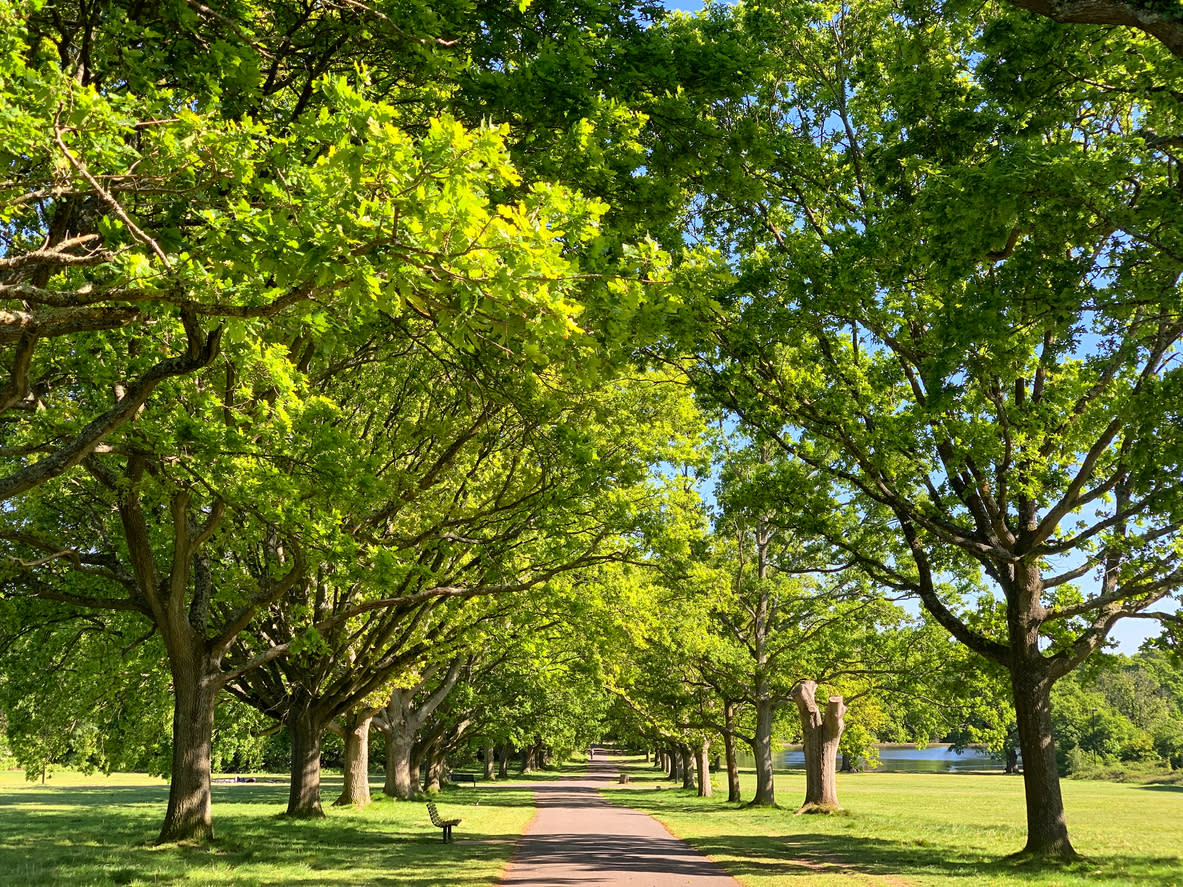 Southampton Common