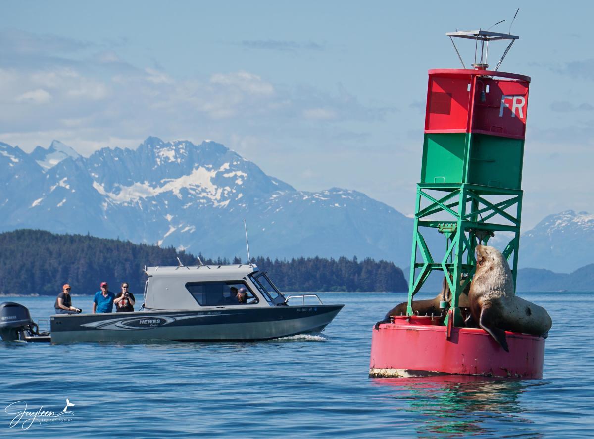 Sea lions buoy