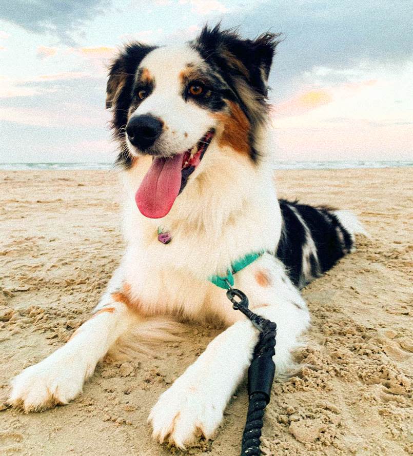 Dog on the beach @kailani_n_tehana