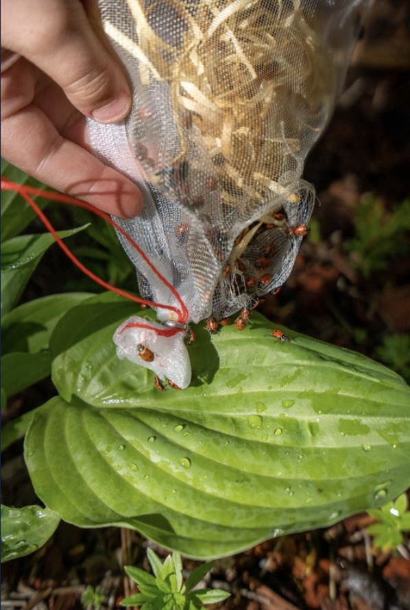 lady bug release