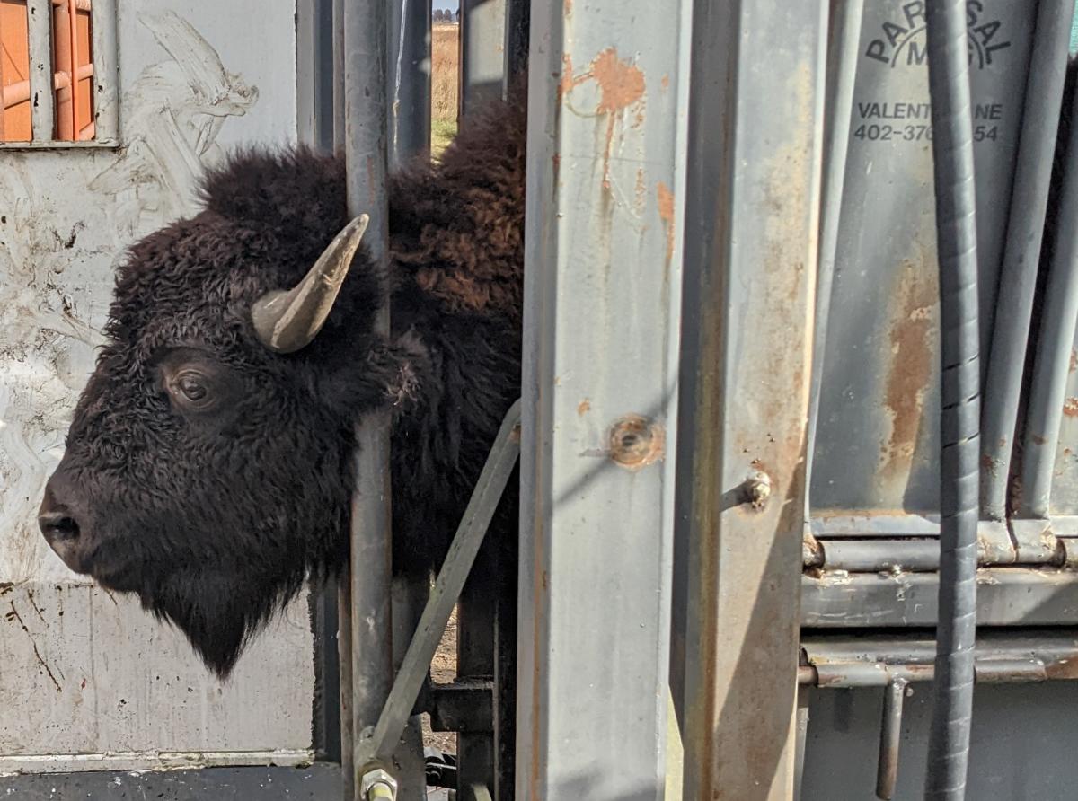 A dark brown bison head sticks out of a metal chute.
