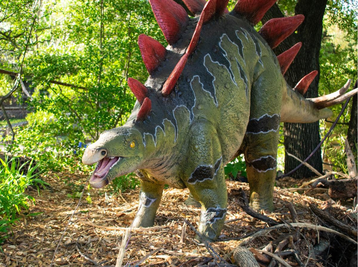 A life-sized model of a Stegosaurus in a wooded area, featuring green and black scaly skin, red plates along its back, and an open mouth as if roaring or calling out.