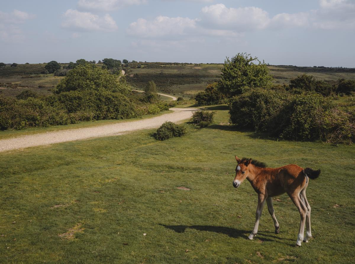 New Forest Foal