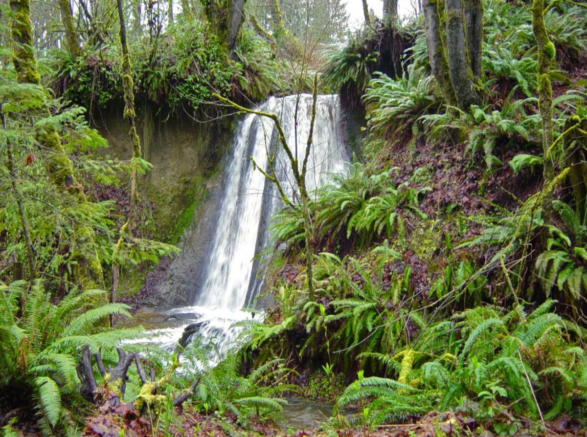 Bellevue Parks Coal Creek Trail Waterfall