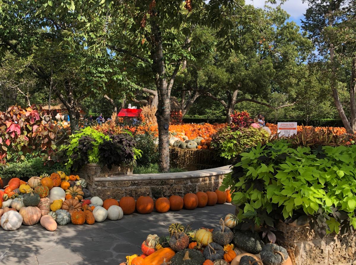 Fall Foliage at the Arboretum