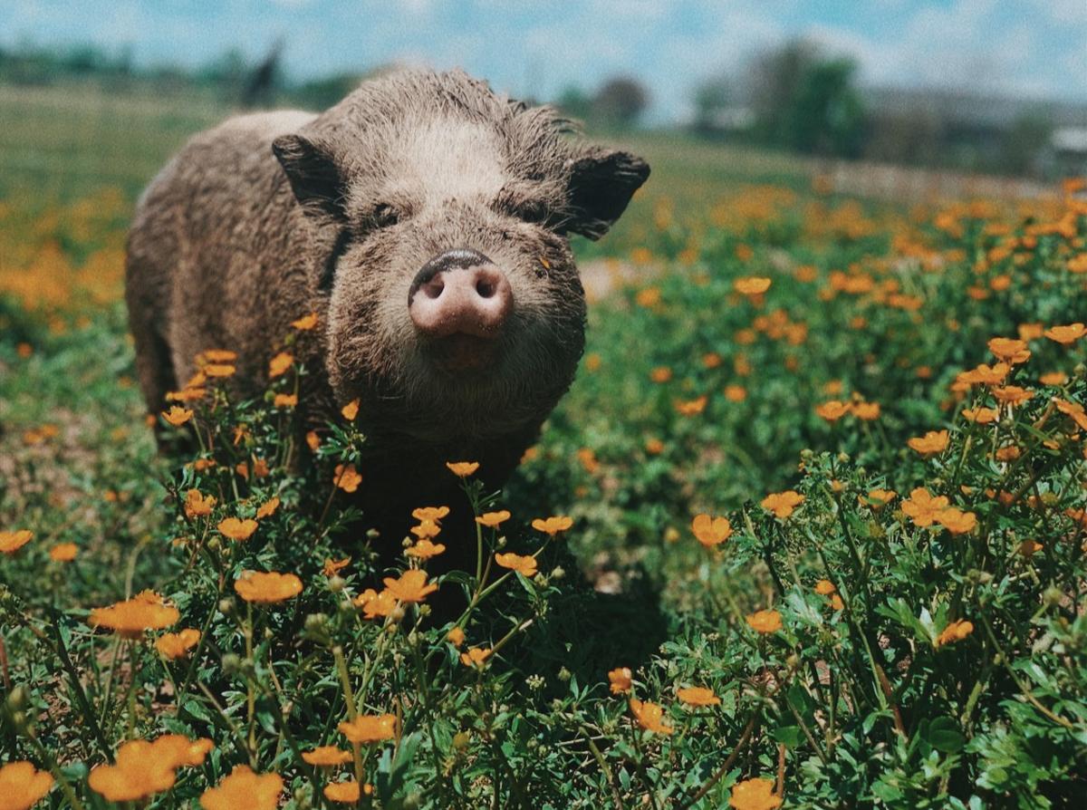 Oinking Acres Farm Rescue & Sanctuary in Brownsburg, Indiana