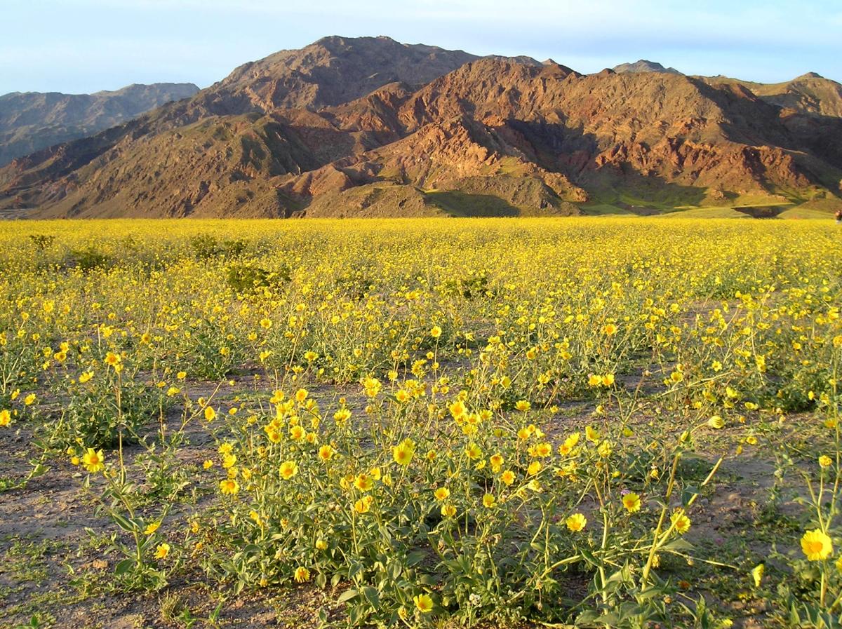 Death Valley Flowers