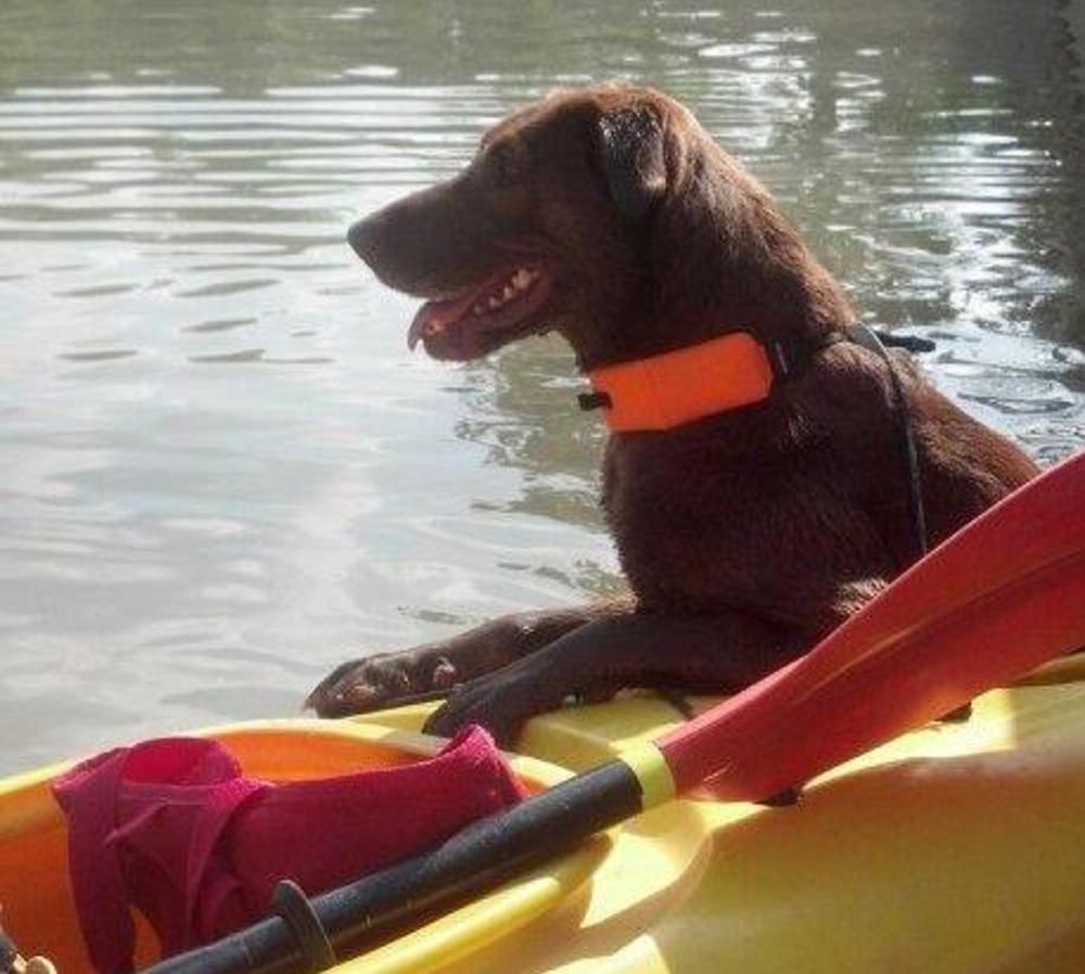 Dog on kayak