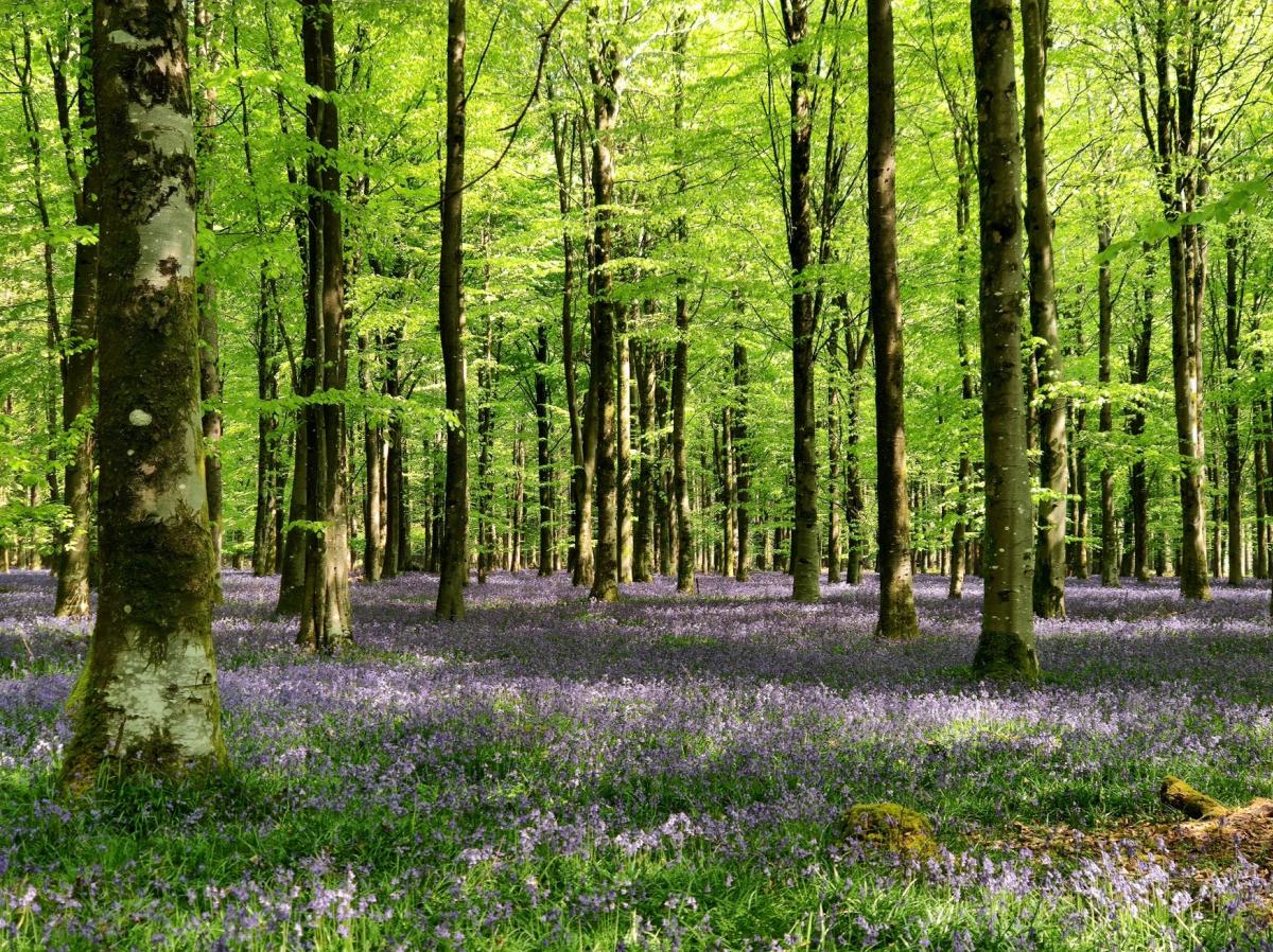 Bluebell Wood