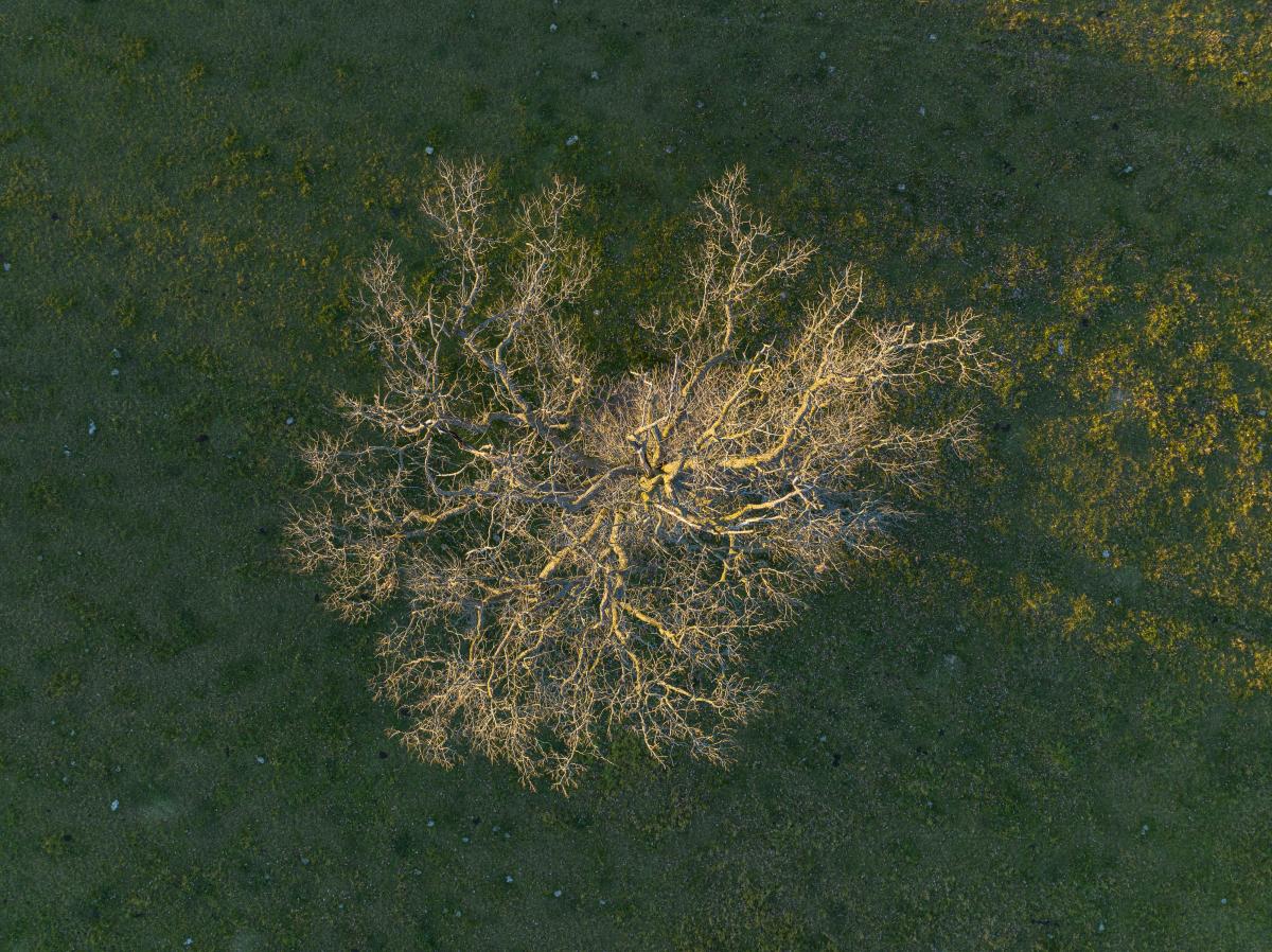 Aerial view of a solitary tree during stick season in Vermont