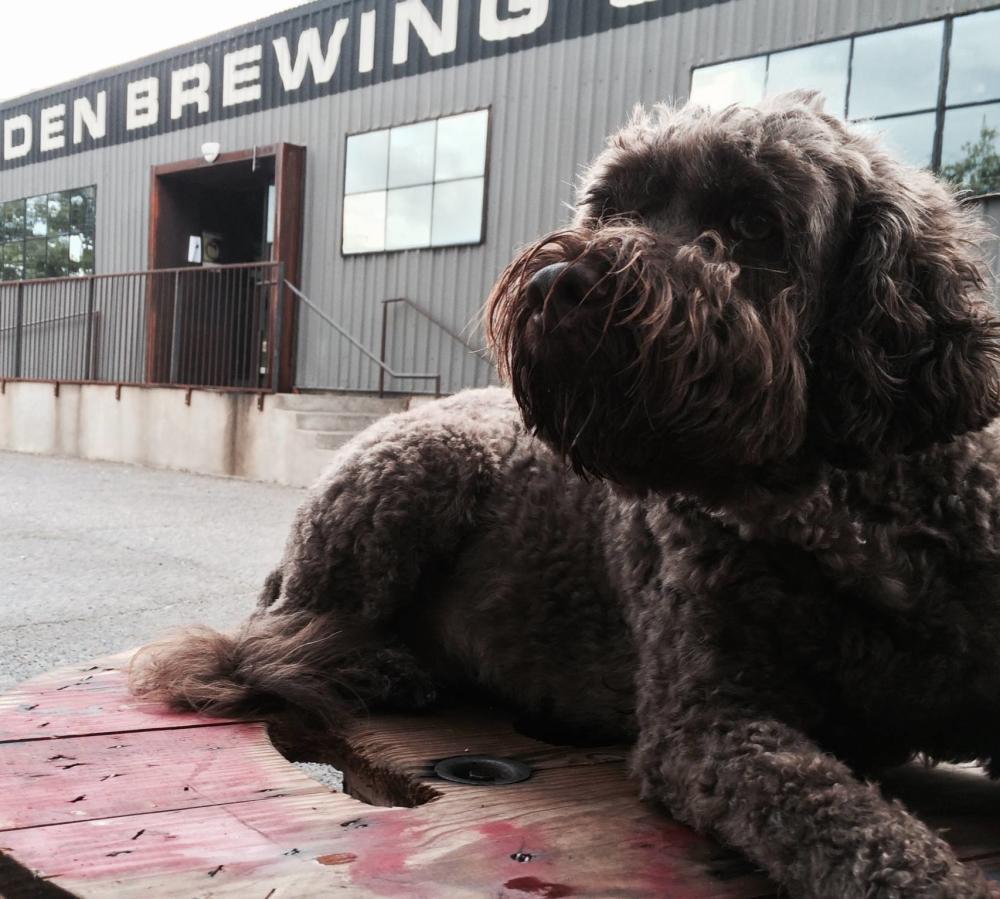 Dog on the patio at the Austin Beer Garden Brewing Company