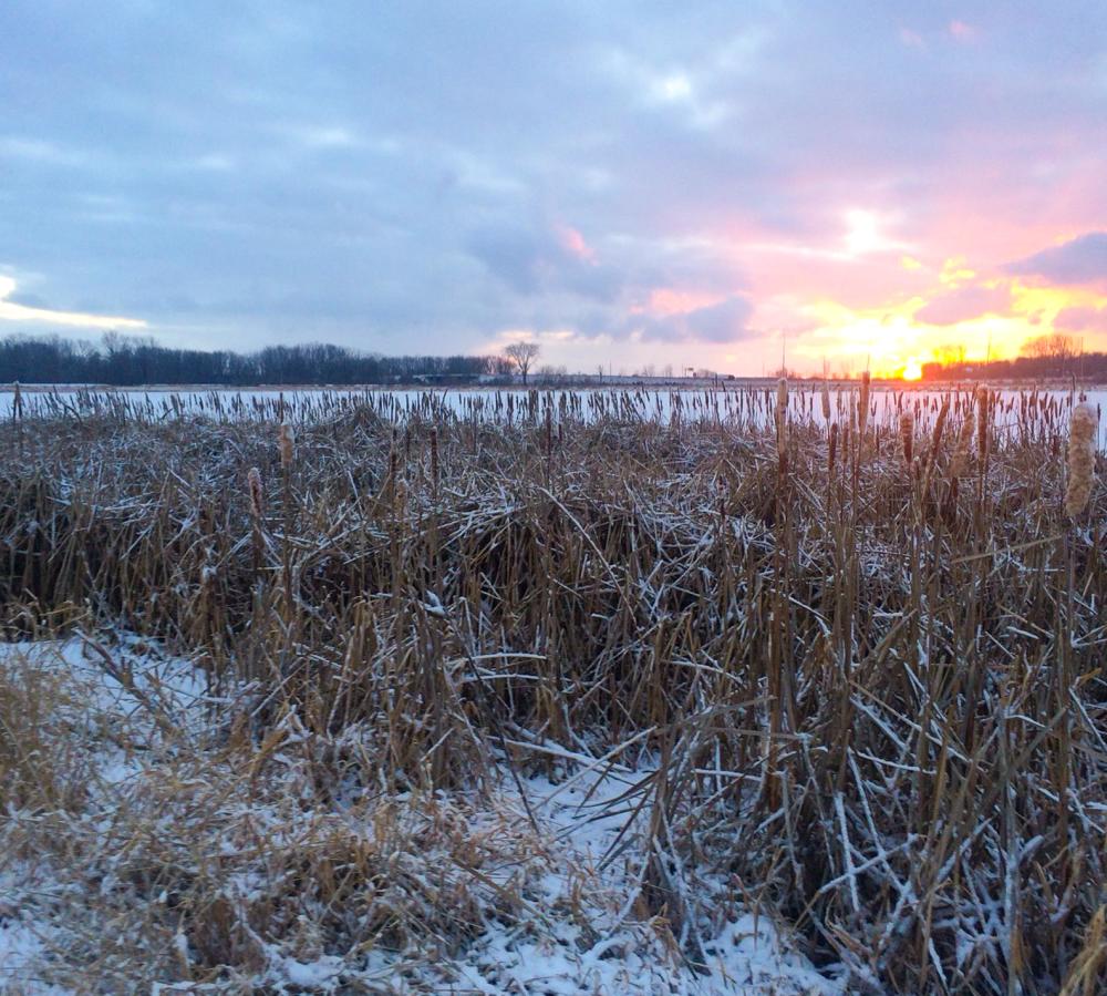 Eagle Marsh