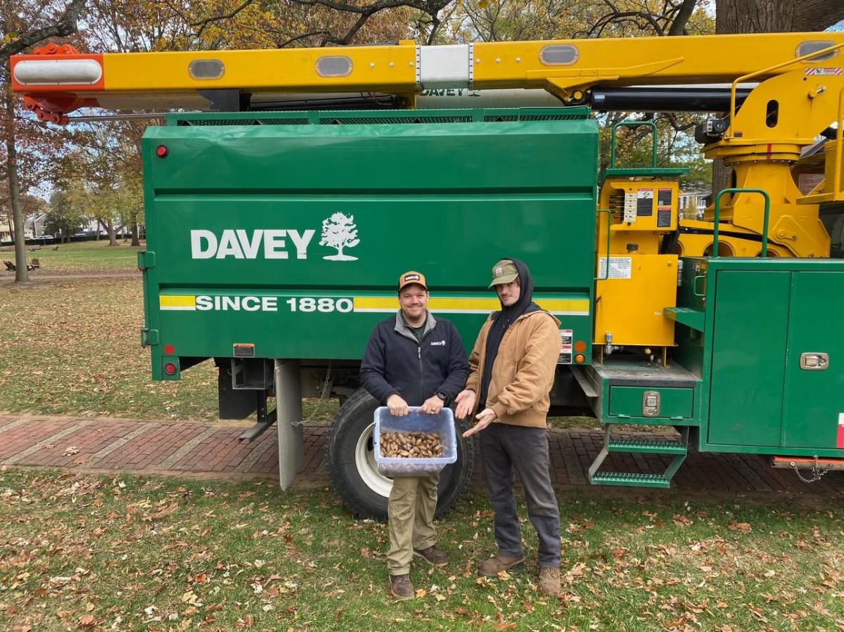 Liberty Trees in Allegany County MD