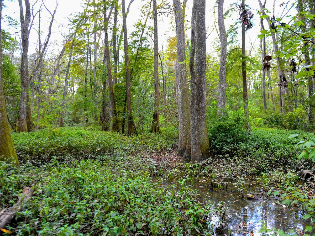 Image of lush green swamp landscape