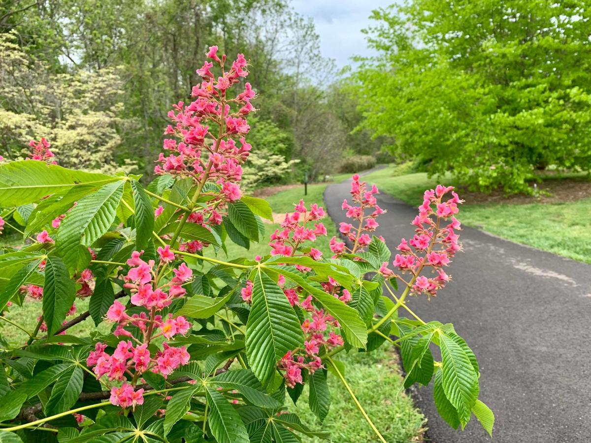 Image is of flowers and tree's in bloom with a walking path on the left side.
