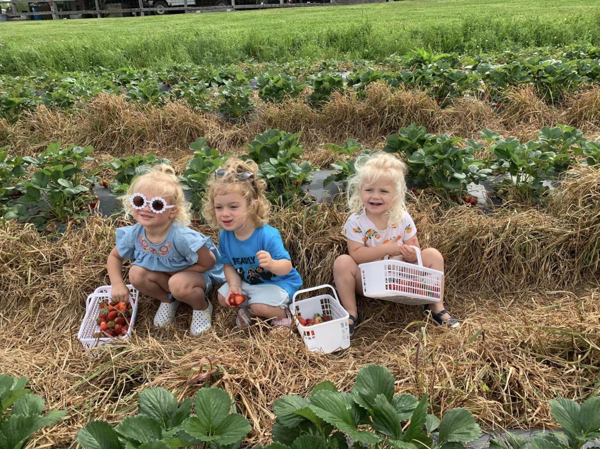 Girls picking strawberries at H&S Farms.