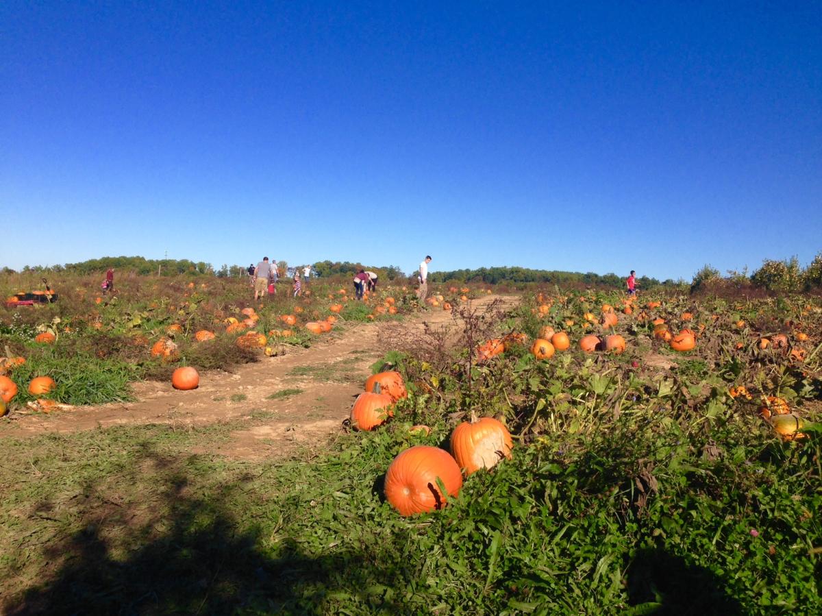 Paulus Orchards Pumpkin Patch