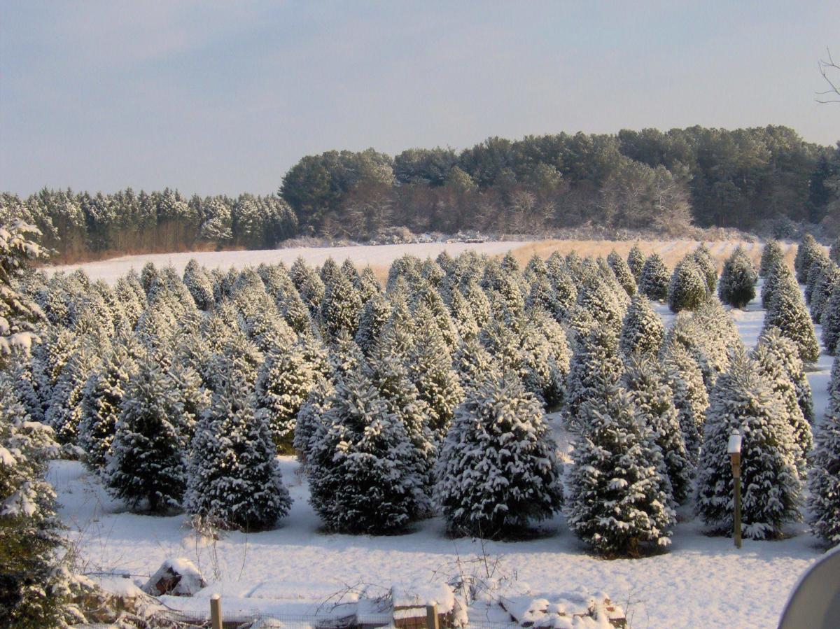 Coleman's Christmas Tree Farm