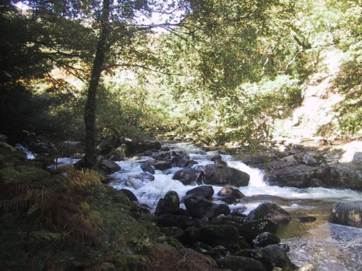A serene forest scene with sunlight filtering through dense foliage. A rocky stream flows energetically, surrounded by lush greenery and ferns.