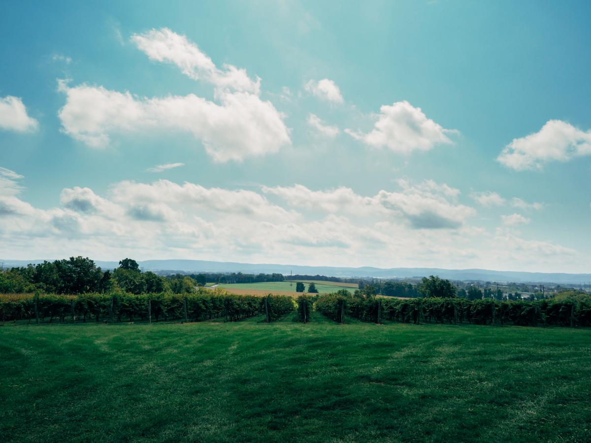 A blue sky vista view at Clover Hill Winery in Breinigsville, PA