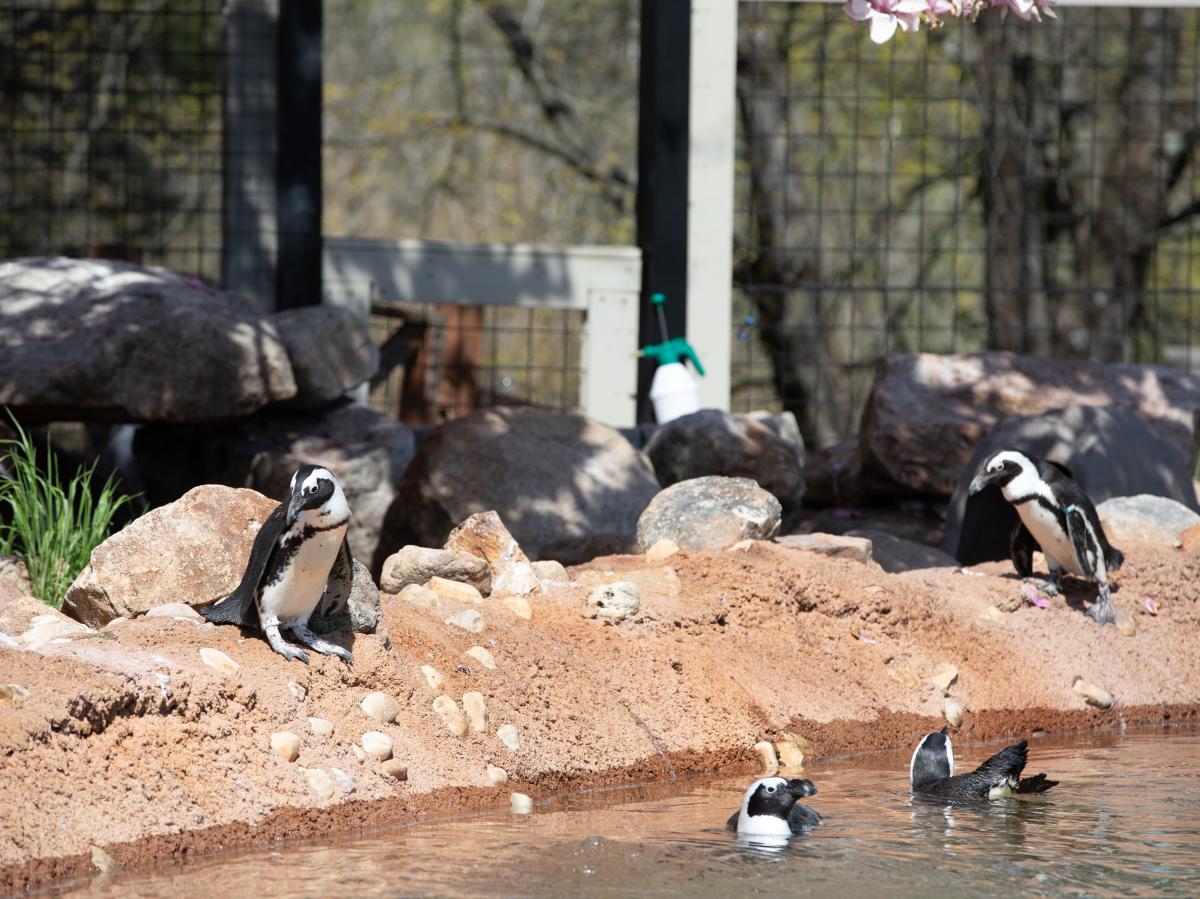 Penguins at the Lehigh Valley Zoo