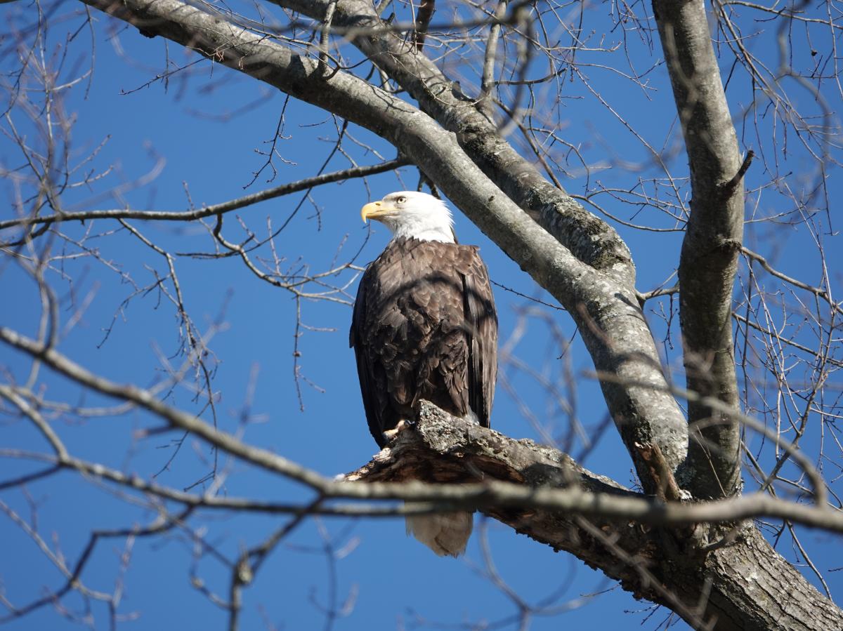 A bald eagle in a tree during winter.