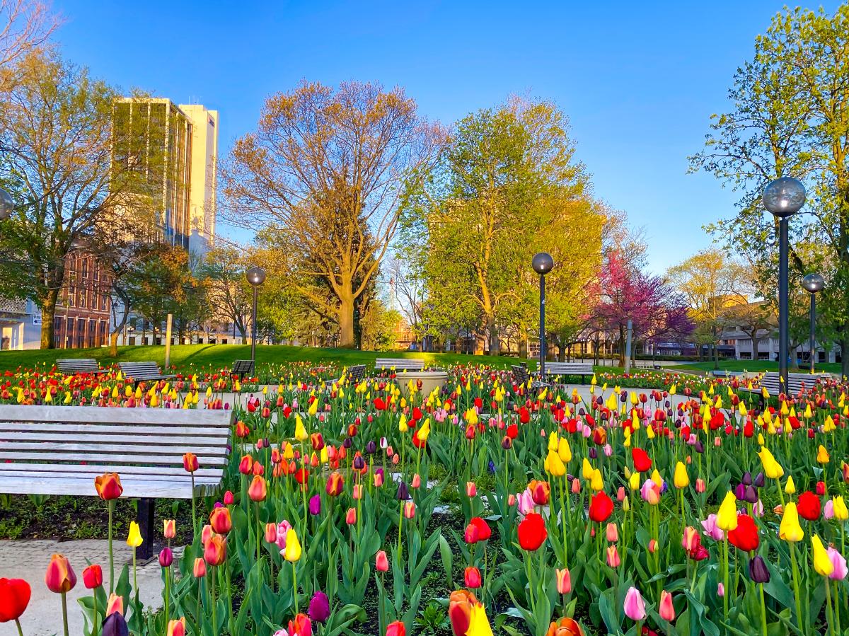 Colorful spring tulips at Freimann Square
