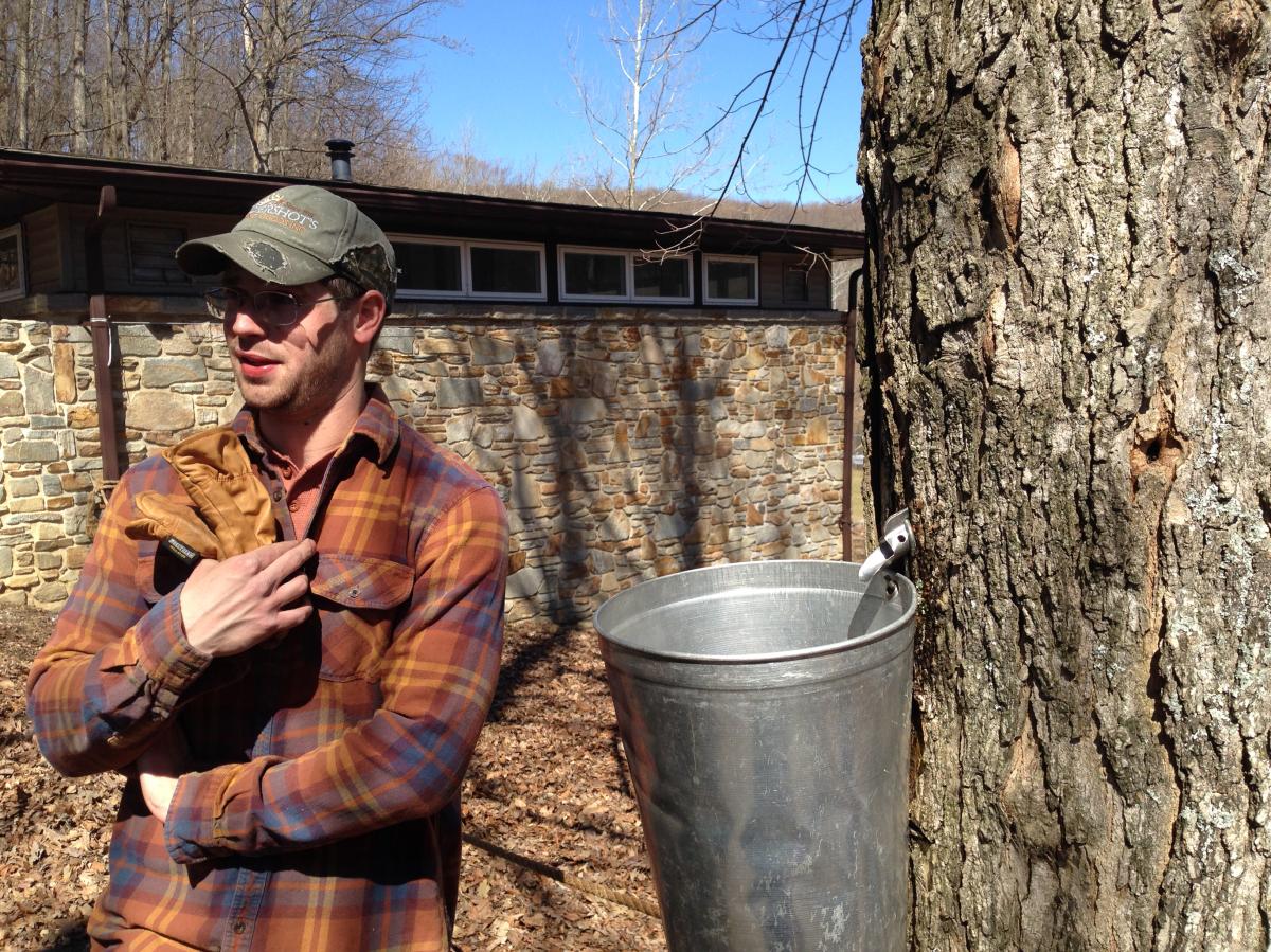 Man doing a maple syrup demonstration outside next to a tapped tree and bucket