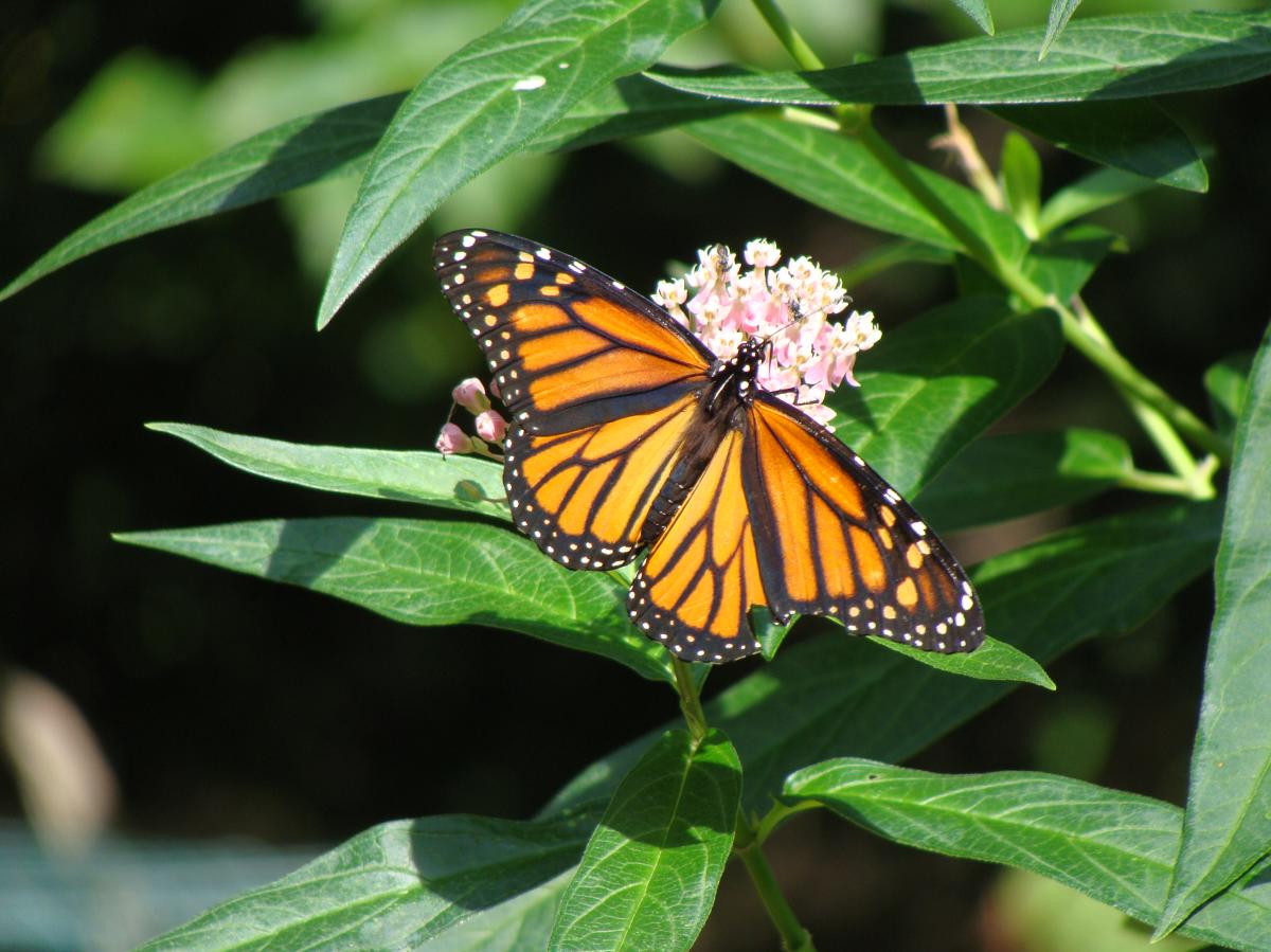 Monarch Butterfly