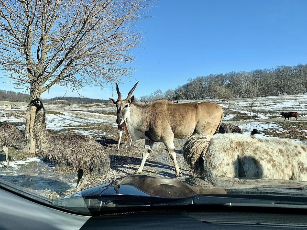 safari in indiana