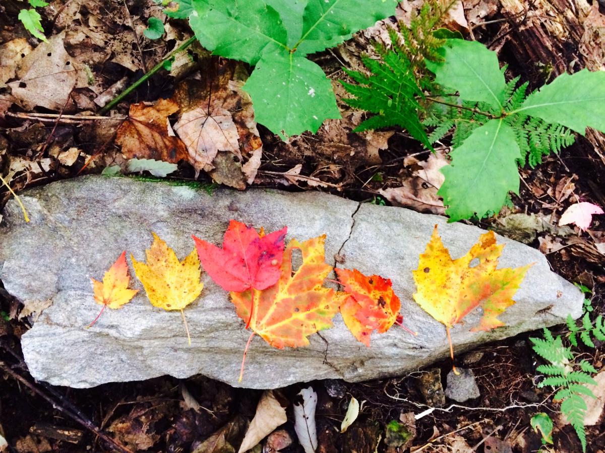 Pinnacle Park Leaves