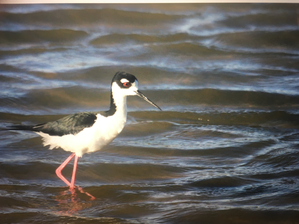 Black Necked Stilt