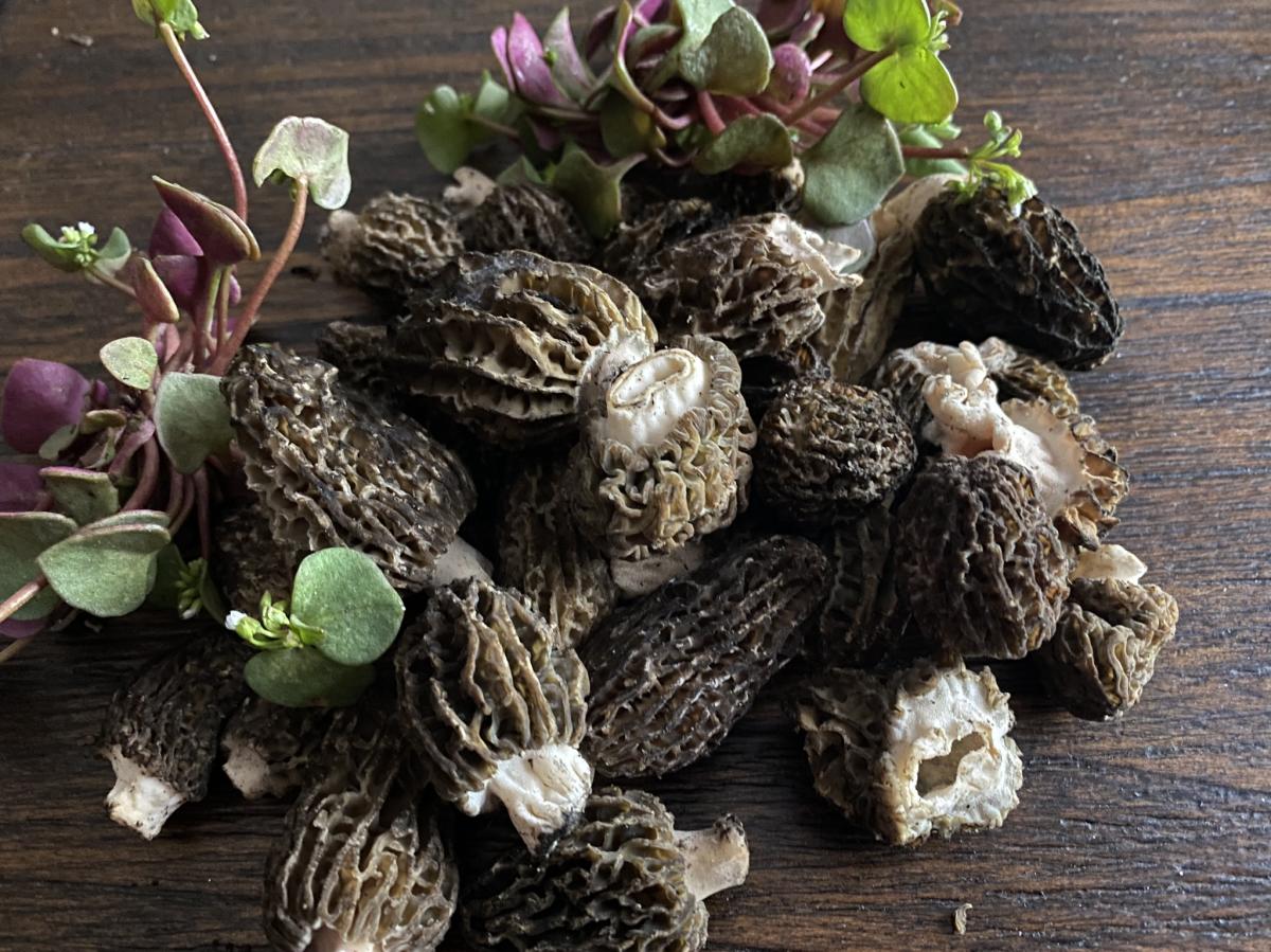 Morel Mushrooms and Claytonia