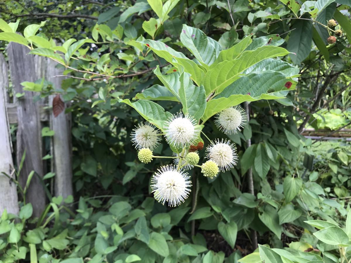 Vermilionville's Healer's Garden