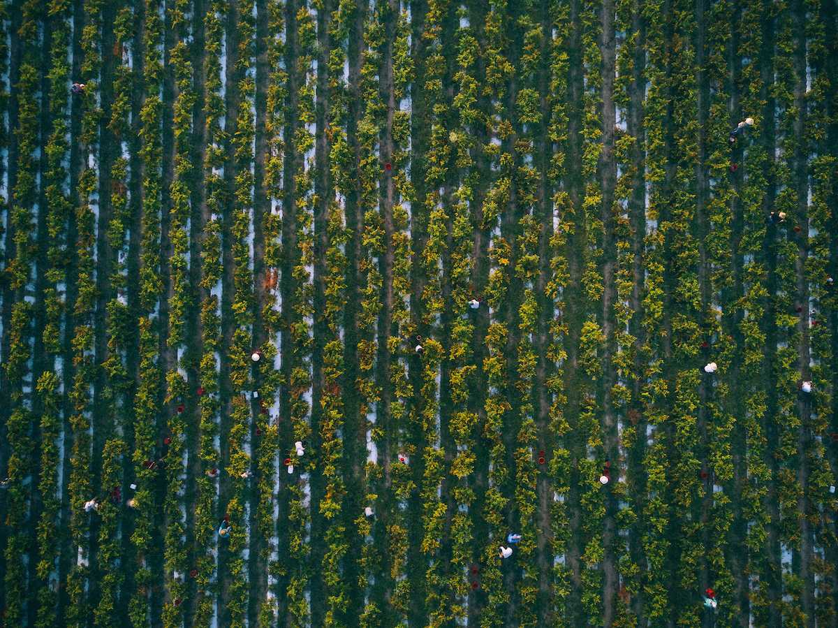 TABASCO Fields