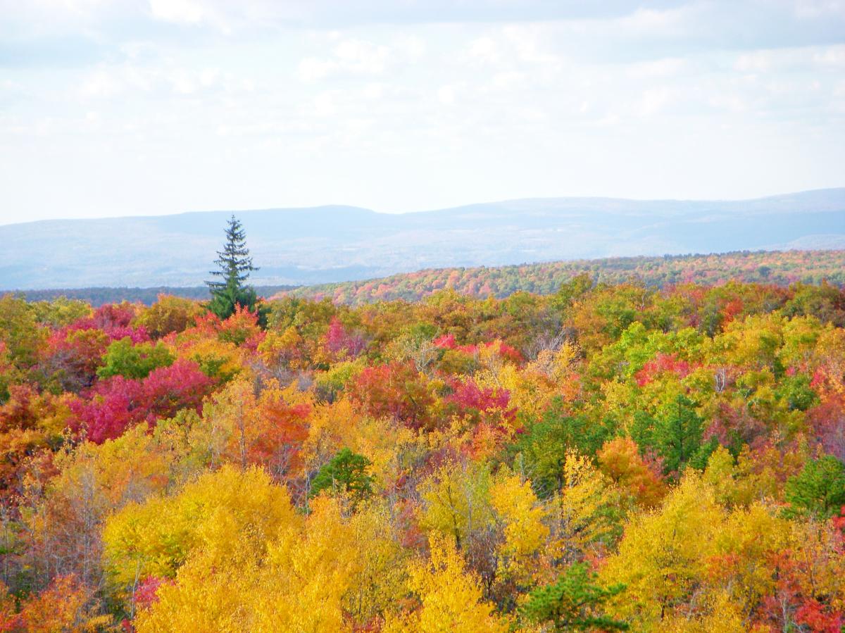 Mount Davis View from Tower