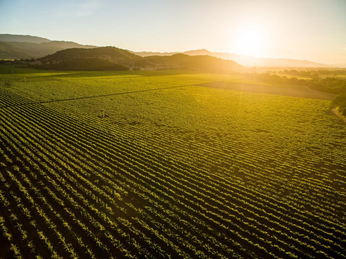 Napa Valley Vineyards