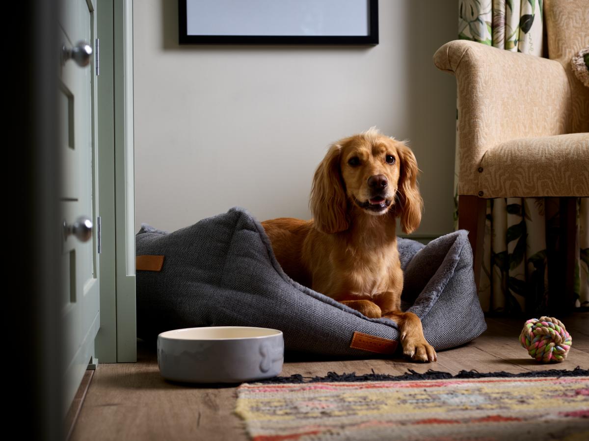 Dog in bed in hotel room at Montagu Arms Hotel in Beaulieu in the New Forest