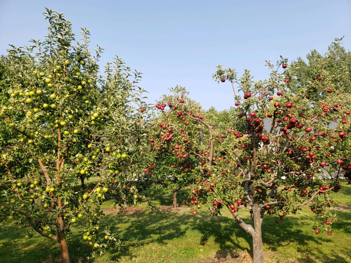 Montoya Orchard trees